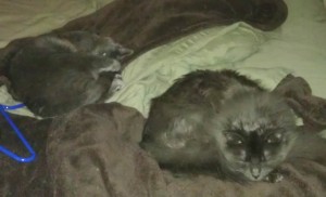 lazy cats